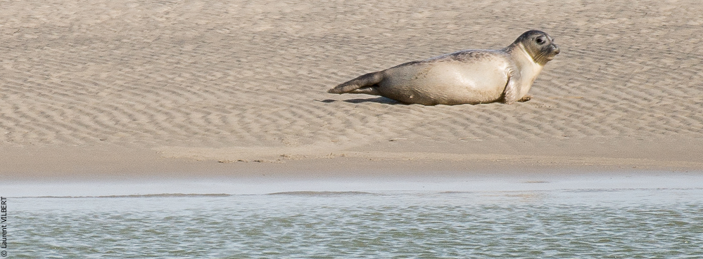 Baie de Somme 20190324-002