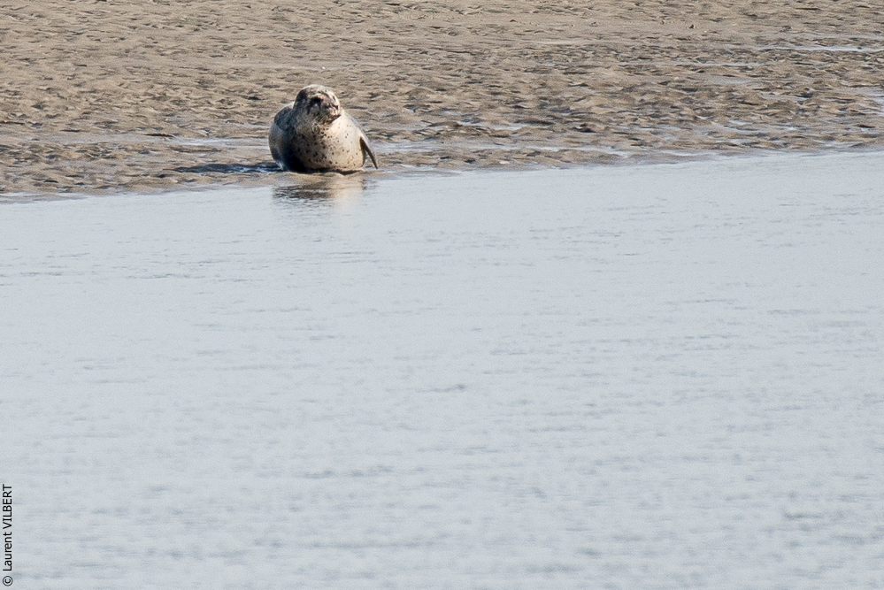 Baie de Somme 20190324-004