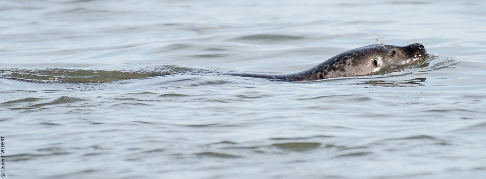 Baie de Somme 20190324-020
