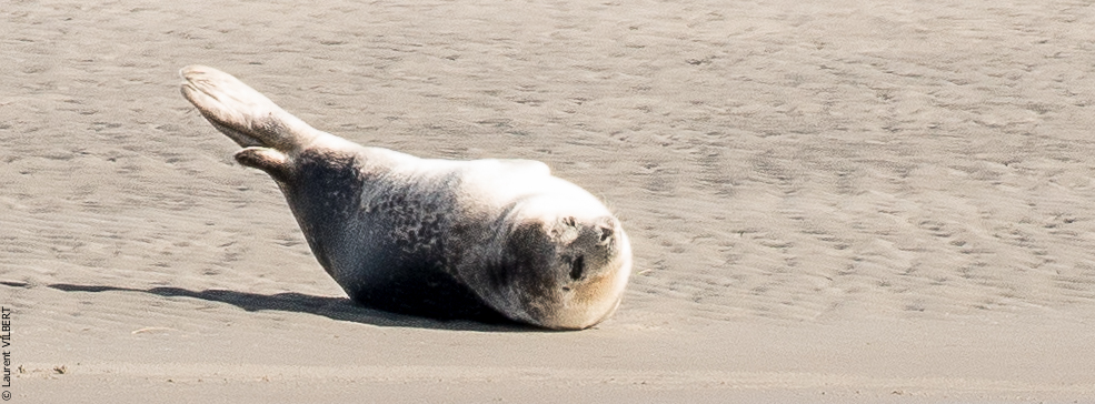 Baie de Somme 20190324-022