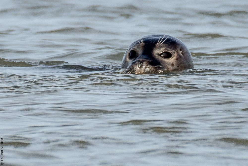 Baie de Somme 20190324-024