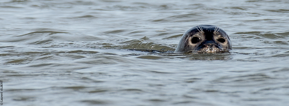 Baie de Somme 20190324-025