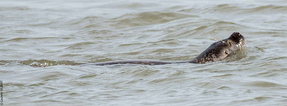 Baie de Somme 20190324-031