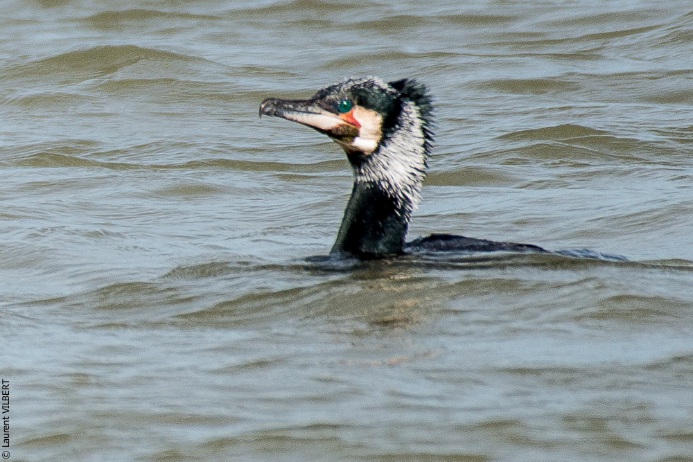 Baie de Somme 20190324-034