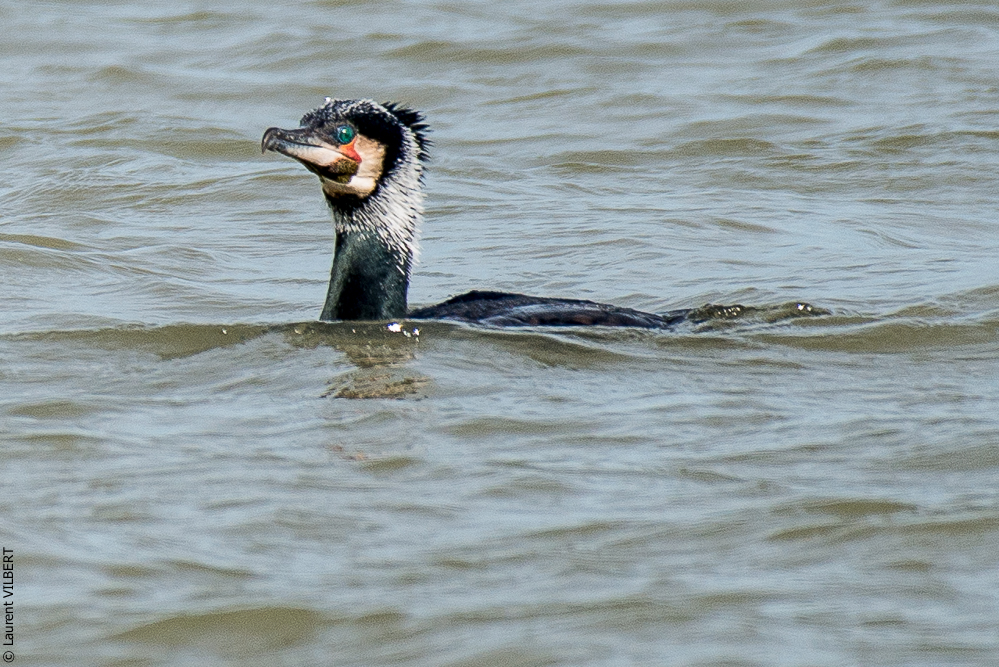 Baie de Somme 20190324-035