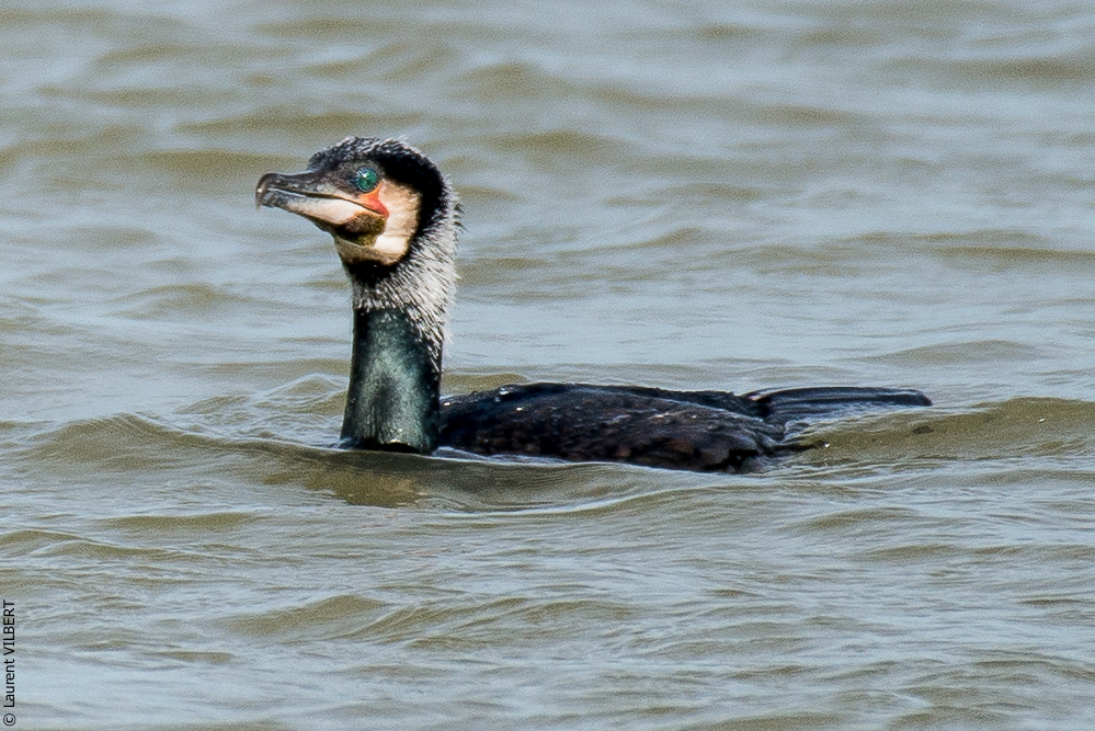 Baie de Somme 20190324-036