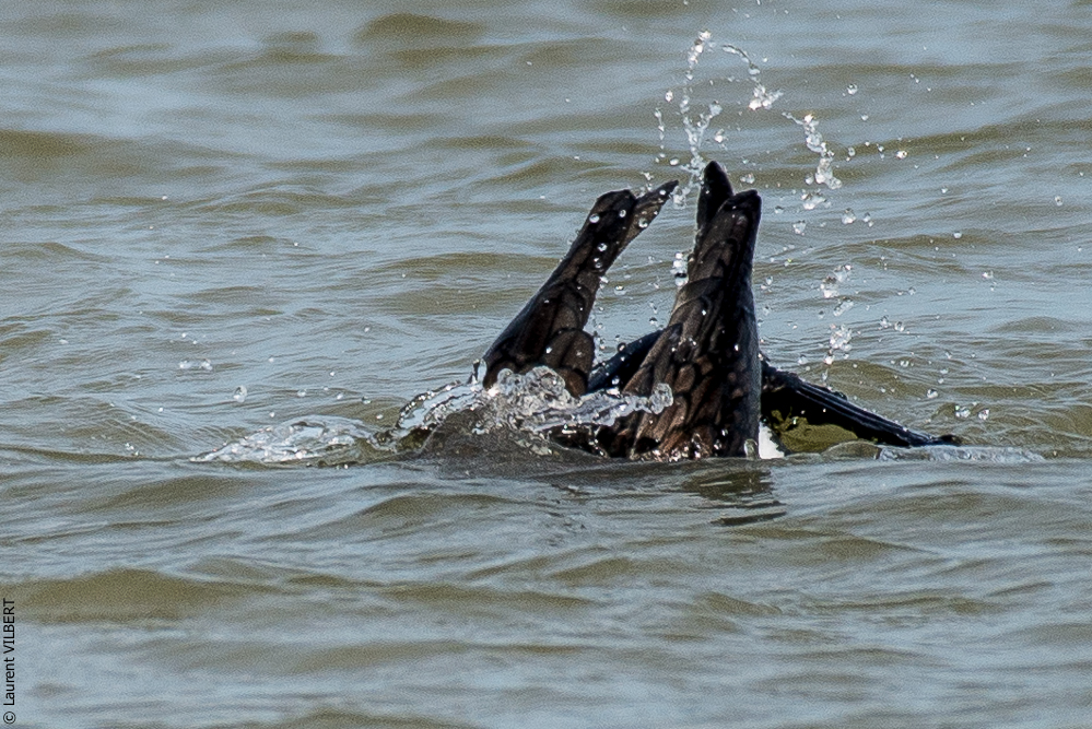 Baie de Somme 20190324-037