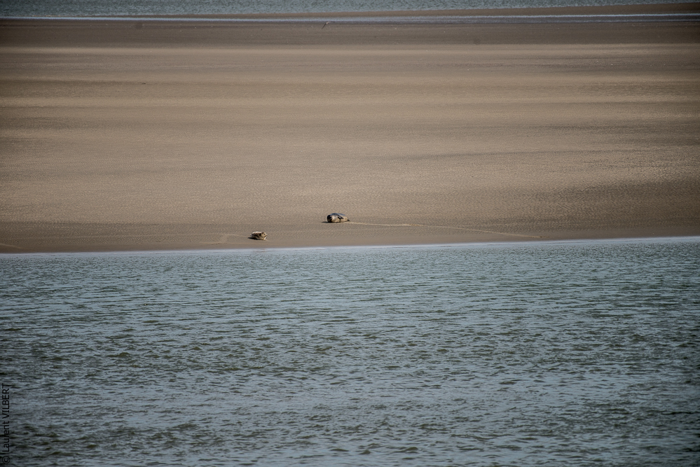 Baie de Somme 20190324-053