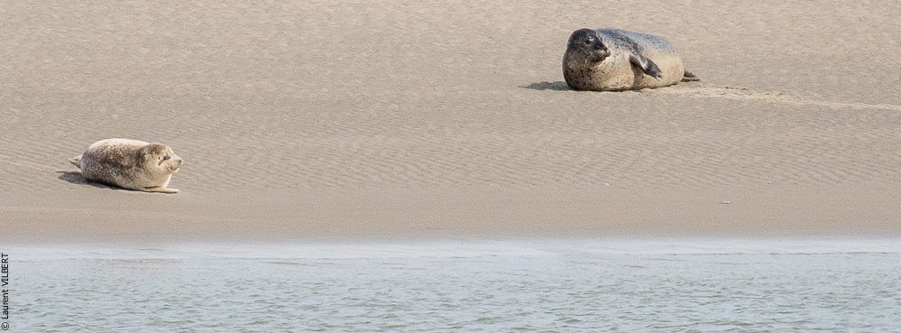 Baie de Somme 20190324-054