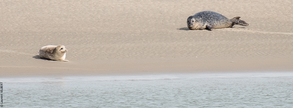 Baie de Somme 20190324-057