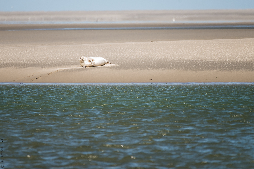 Baie de Somme 20190325-088