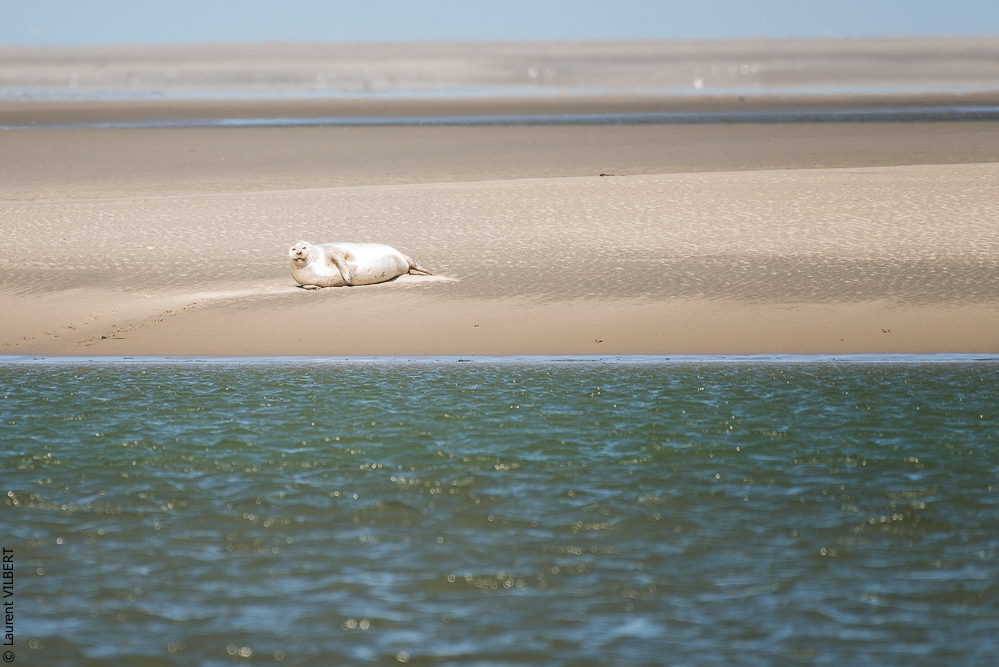 Baie de Somme 20190325-089