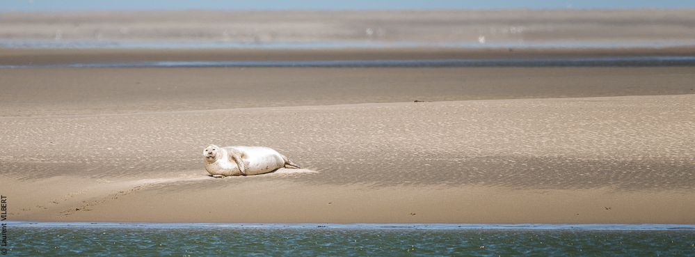 Baie de Somme 20190325-089