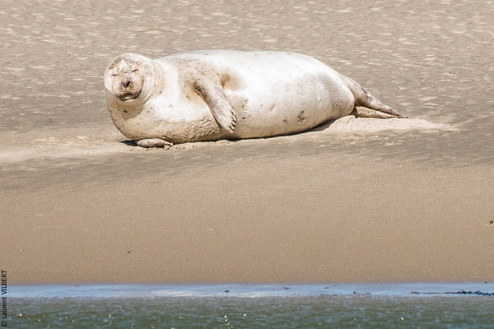 Baie de Somme 20190325-091
