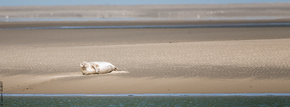 Baie de Somme 20190325-092
