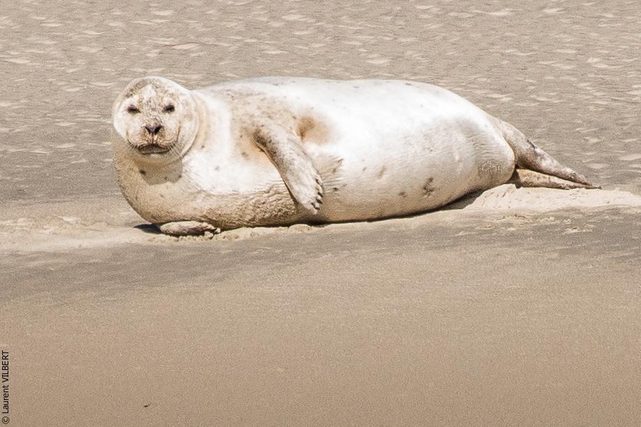 Baie de Somme 20190325-092