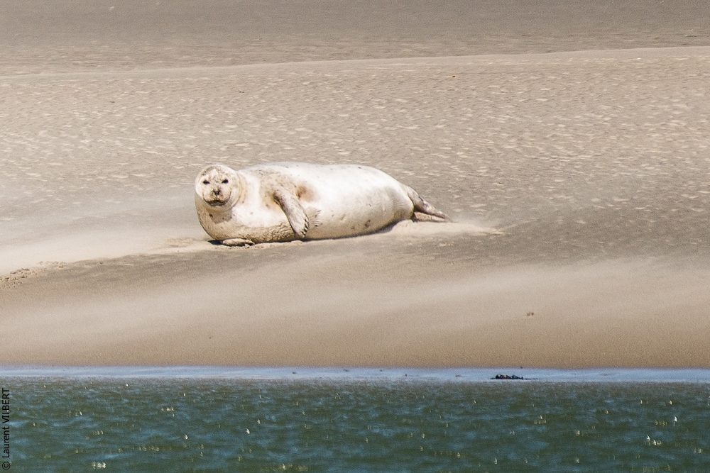 Baie de Somme 20190325-095