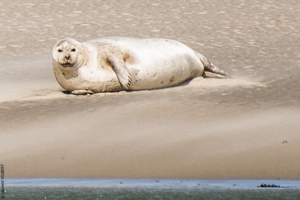 Baie de Somme 20190325-095