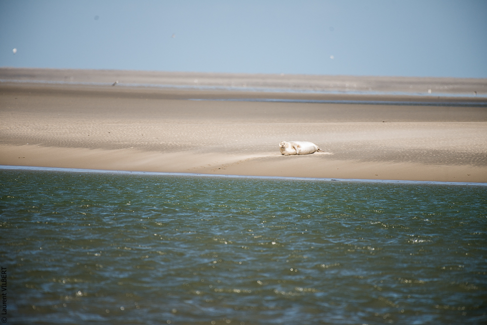 Baie de Somme 20190325-096