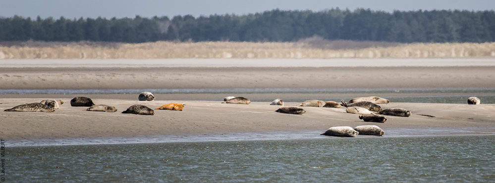 Baie de Somme 20190325-097