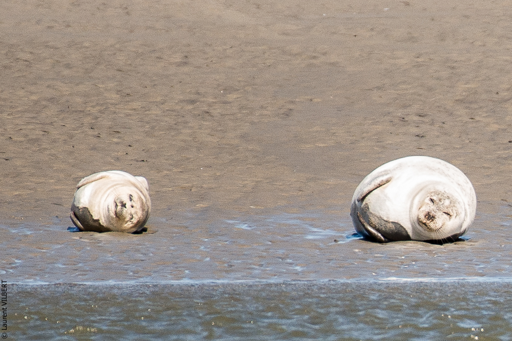 Baie de Somme 20190325-099