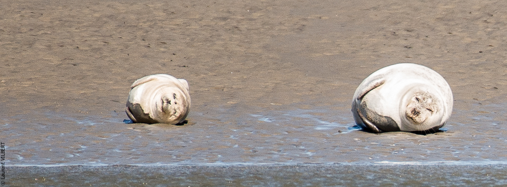 Baie de Somme 20190325-099
