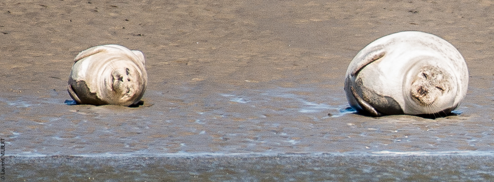 Baie de Somme 20190325-099