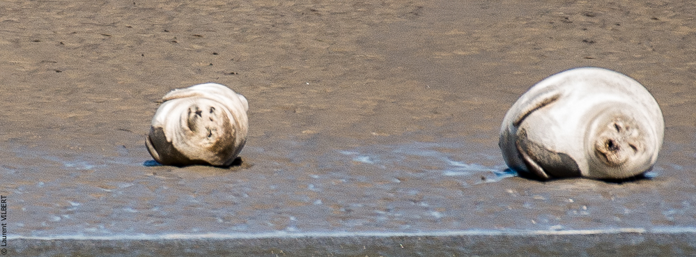 Baie de Somme 20190325-102