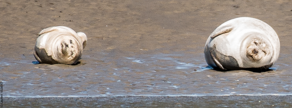 Baie de Somme 20190325-104