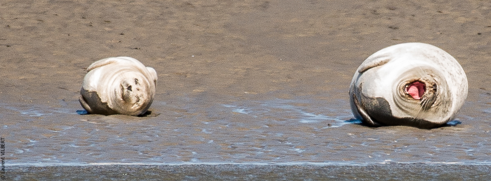 Baie de Somme 20190325-105