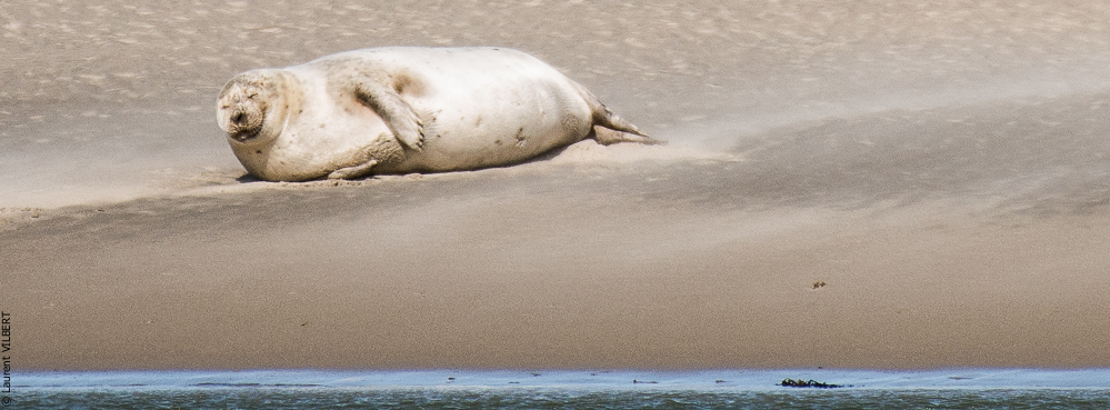 Baie de Somme 20190325-107