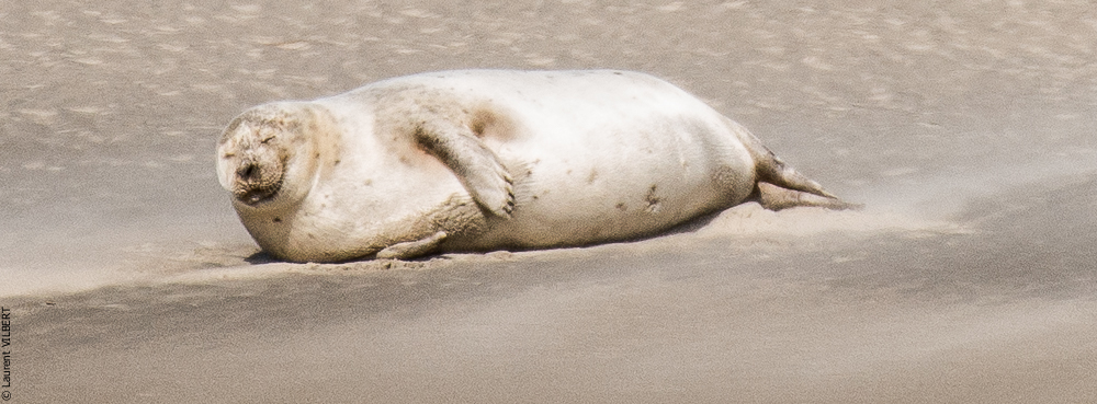 Baie de Somme 20190325-107