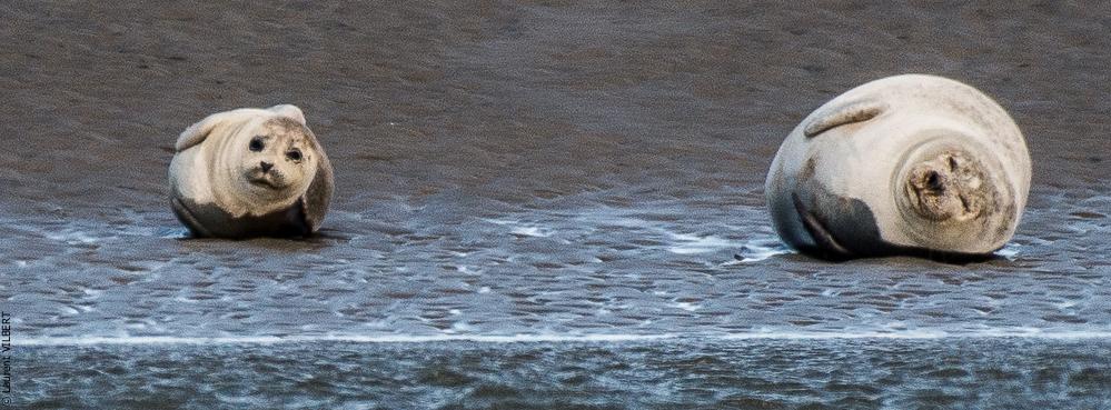 Baie de Somme 20190325-108