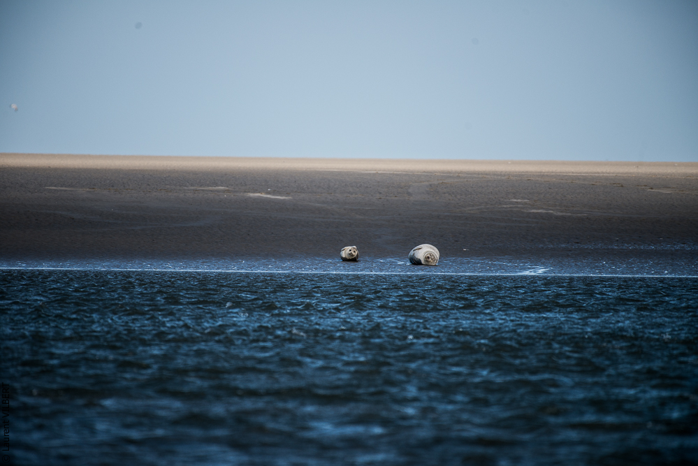 Baie de Somme 20190325-109