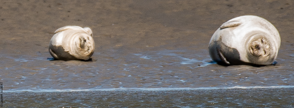 Baie de Somme 20190325-111