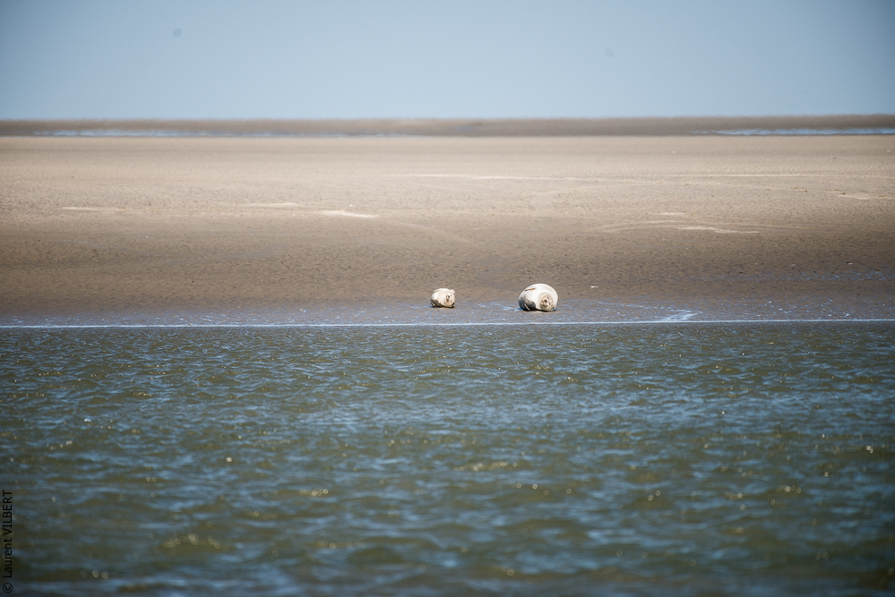 Baie de Somme 20190325-112