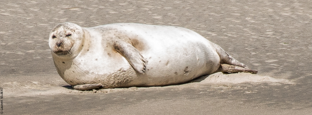 Baie de Somme 20190325-113