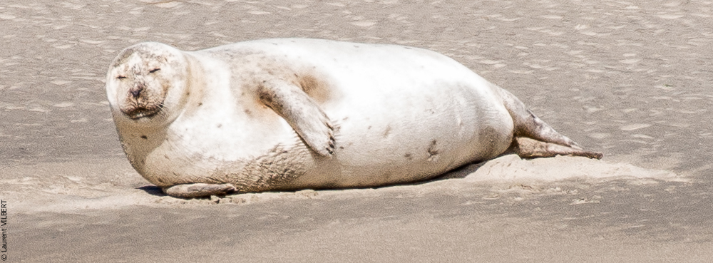 Baie de Somme 20190325-115