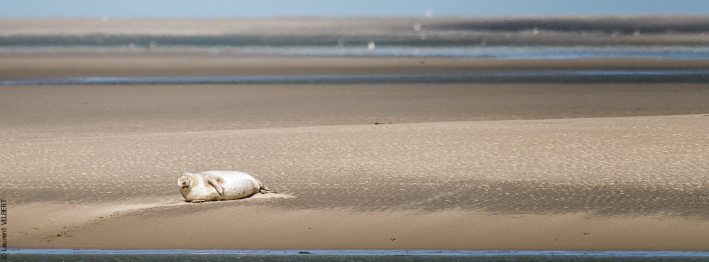 Baie de Somme 20190325-119