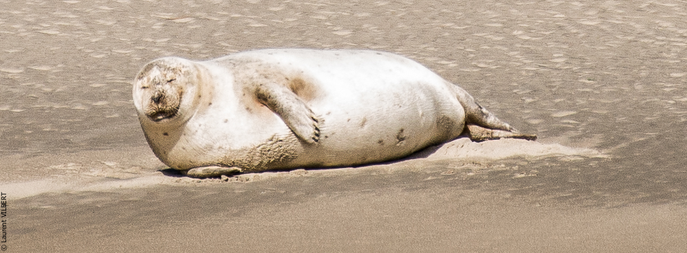 Baie de Somme 20190325-119