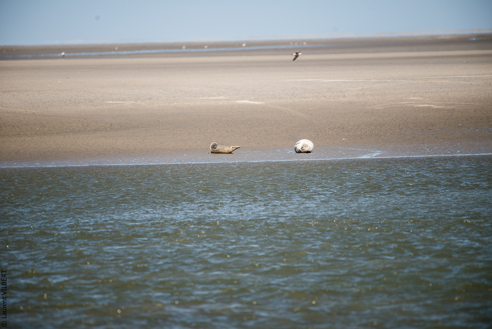 Baie de Somme 20190325-120