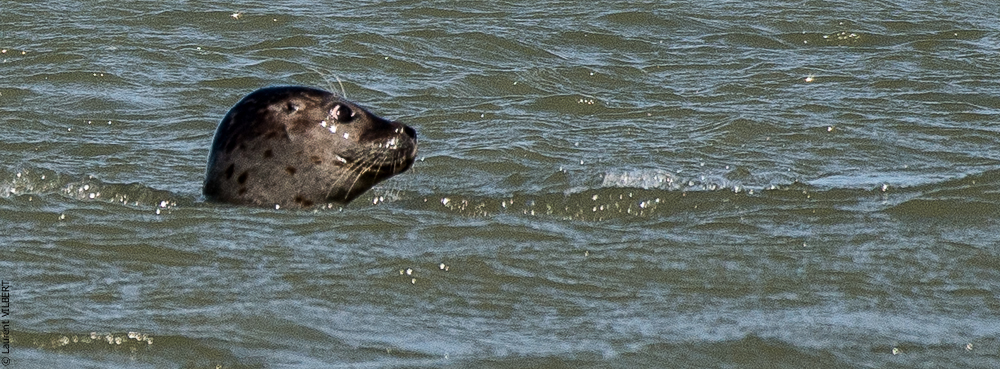 Baie de Somme 20190325-123