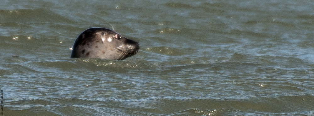 Baie de Somme 20190325-124