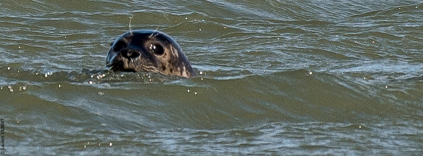 Baie de Somme 20190325-125