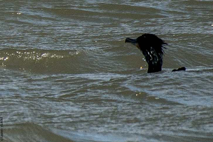Baie de Somme 20190325-128