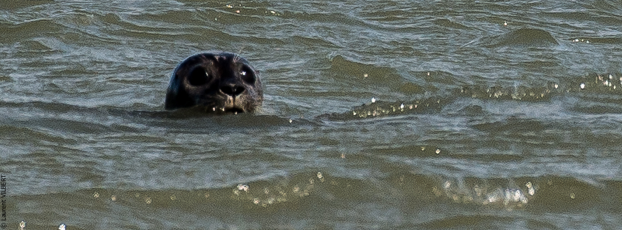 Baie de Somme 20190325-129