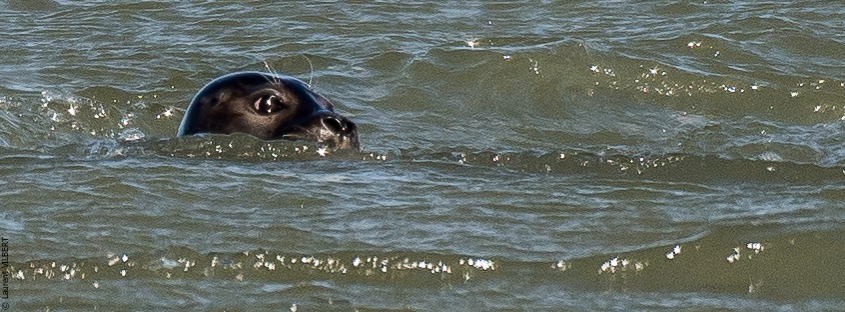 Baie de Somme 20190325-131
