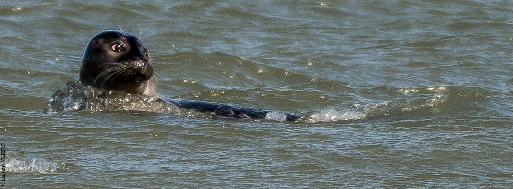 Baie de Somme 20190325-132