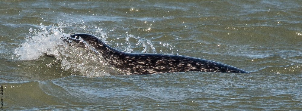 Baie de Somme 20190325-133