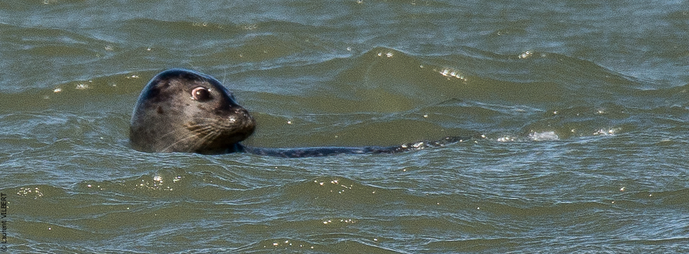 Baie de Somme 20190325-136